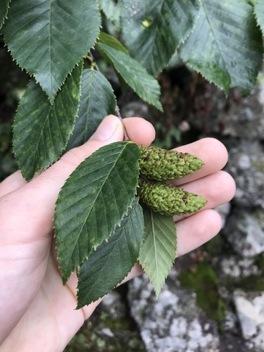 Yellow birch (Betula alleghaniensis)