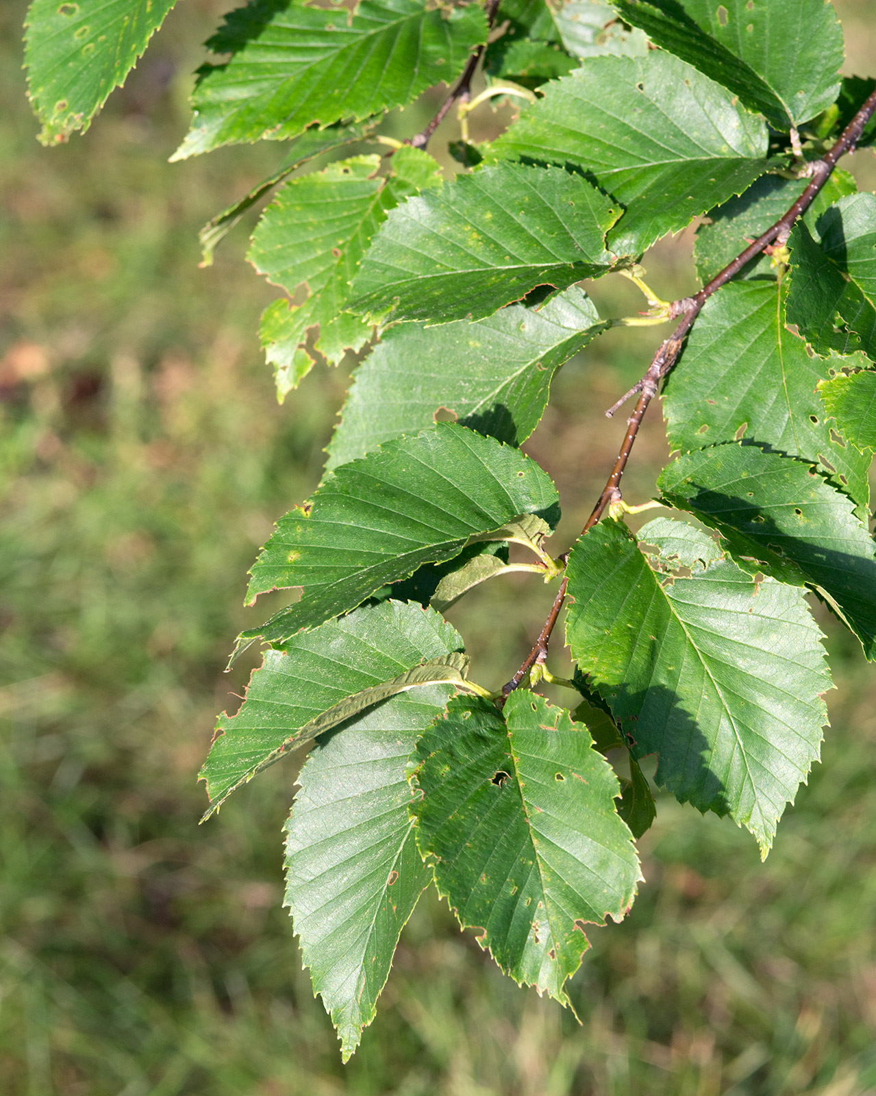 Yellow birch: Betula Alleghaniensis (Yellow Birch) leaves