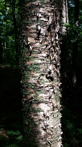 Yellow birch (Betula alleghaniensis)