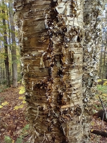 Yellow birch (Betula alleghaniensis)