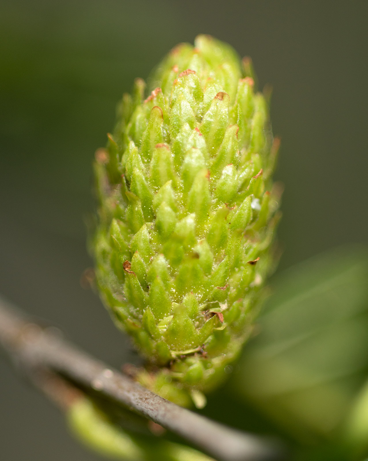 Yellow birch: Betula alleghaniensis (Yellow Birch) developing fruit