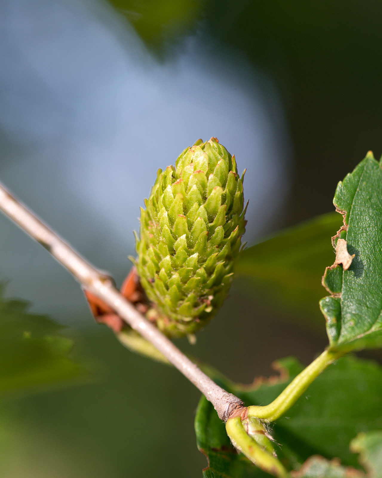 Yellow birch: Betula Alleghaniensis (Yellow Birch) developing fruit
