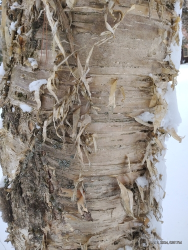 Yellow birch (Betula alleghaniensis)