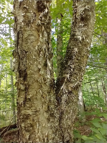 Yellow birch (Betula alleghaniensis)