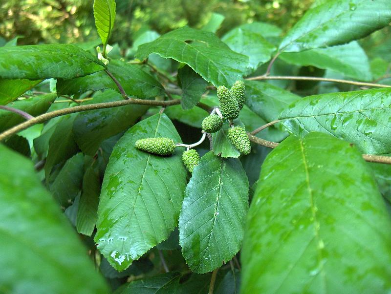 Yellow birch: Yellow Birch catkins