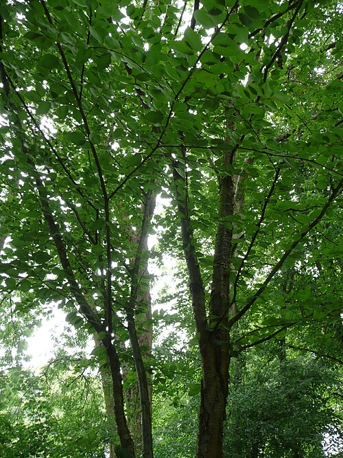 Yellow birch: Betula alleghaniensis in Jardins de Valloires Map: 50° 20' 50" N 01° 49' 11" E