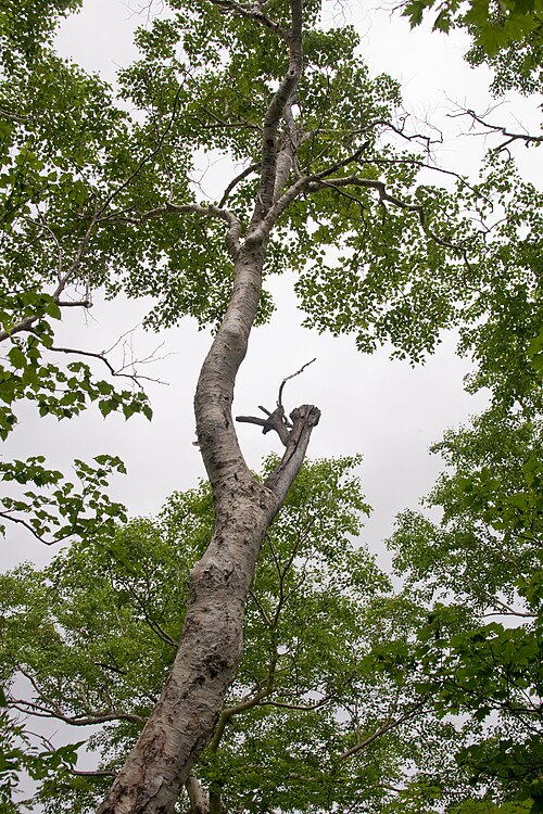 Erman's birch: ダケカンバ