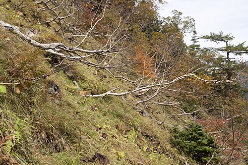 Erman's birch: ダケカンバ
