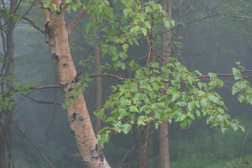 Erman's birch (Betula ermanii)