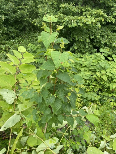 Erman's birch (Betula ermanii)