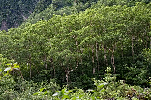 Erman's birch: ダケカンバ