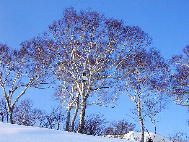 Erman's birch: ダケカンバ (北海道倶知安町) Betula ermanii