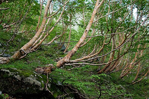 Erman's birch: ダケカンバ