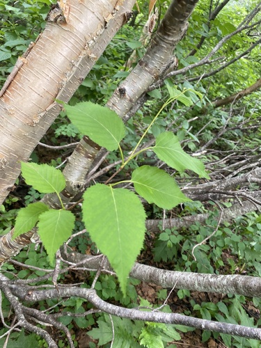 Erman's birch (Betula ermanii)