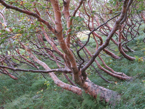 Erman's birch (Betula ermanii)