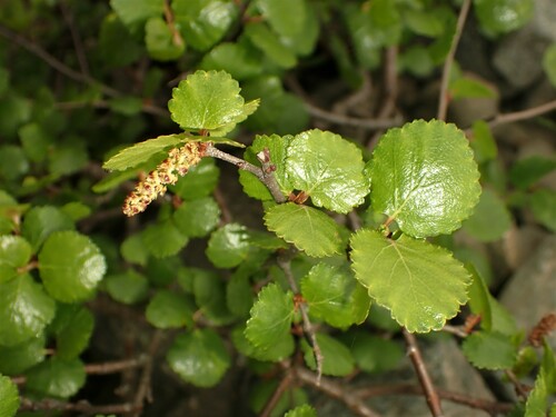 Dwarf birch (Betula glandulosa)