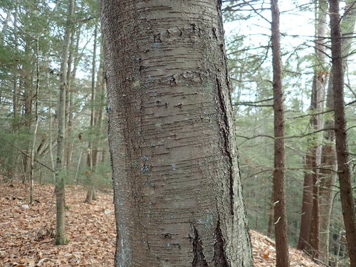 Sweet birch (Betula lenta)