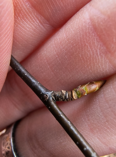 Sweet birch (Betula lenta)