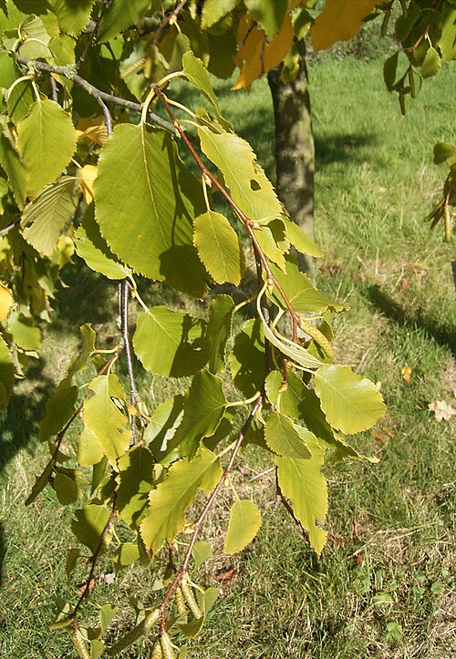 Sweet birch: Deze foto toont de bladeren van Betula lenta ssp lenta , in het Nederlands ook wel suikerberk genoemd. Ik nam de foto in het universiteitsarboretum Belmonte in