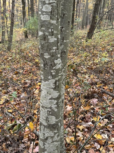 Sweet birch (Betula lenta)