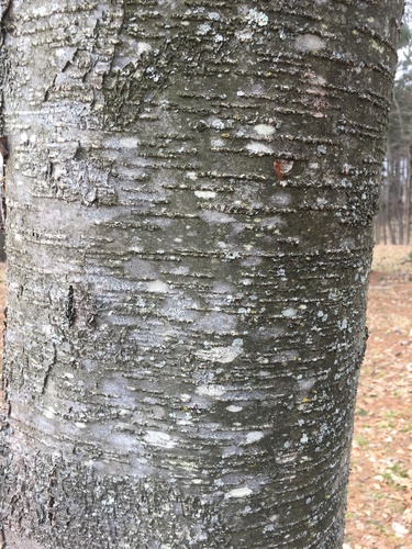 Sweet birch (Betula lenta)