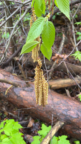 Sweet birch (Betula lenta)