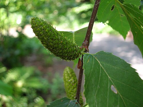 Sweet birch: Female catkins of Betula lenta at the ÖBG Bayreuth