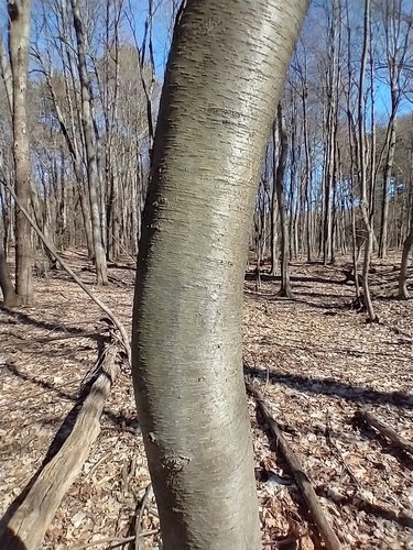 Sweet birch (Betula lenta)