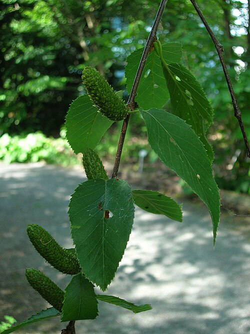 Sweet birch: Female catkins of Betula lenta at the ÖBG Bayreuth