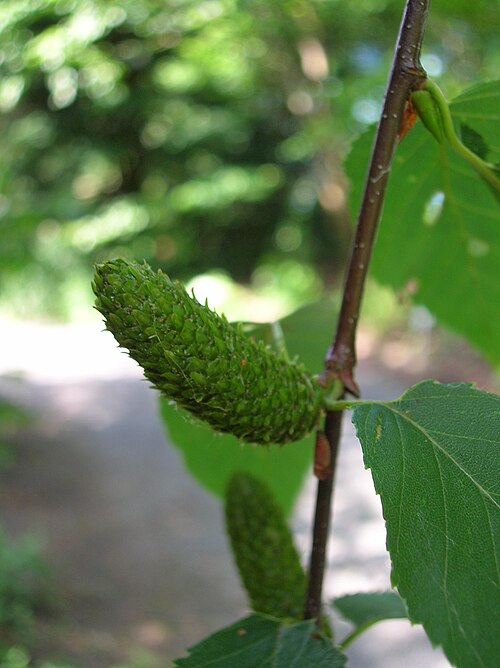 Sweet birch: Female catkins of Betula lenta at the ÖBG Bayreuth