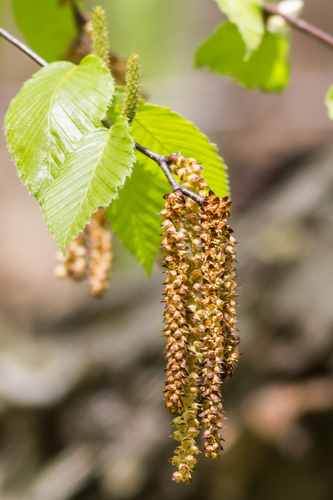 Sweet birch (Betula lenta)