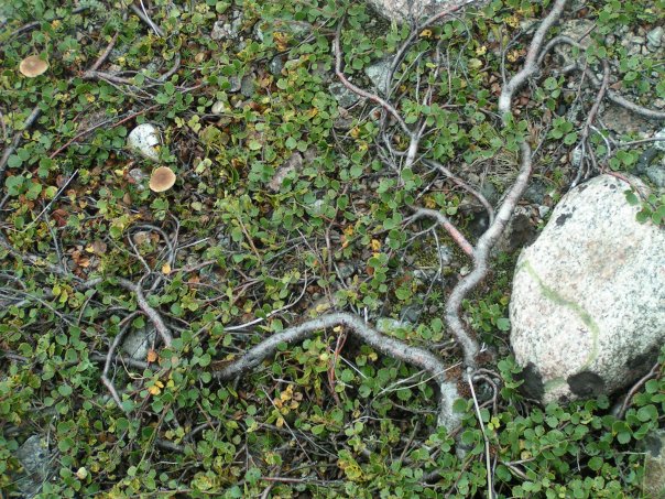 Dwarf birch: Betula nana — image of nearly the whole prostrate tree. Kola Peninsula , Barents Sea, arctic Russia.