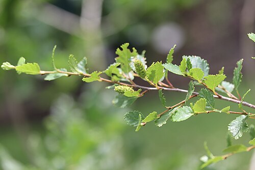 Dwarf birch: Betula nana, Hortus botanicus Leiden, Netherlands