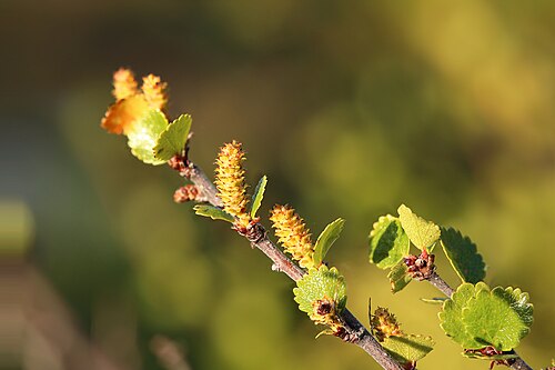 Dwarf birch: Dvärgbjörk (Betula nana) med hängen i Abisko nationalpark
