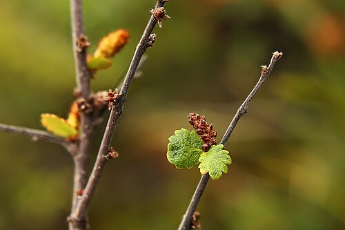 Dwarf birch: Dvärgbjörk (Betula nana) med hängen i Abisko nationalpark
