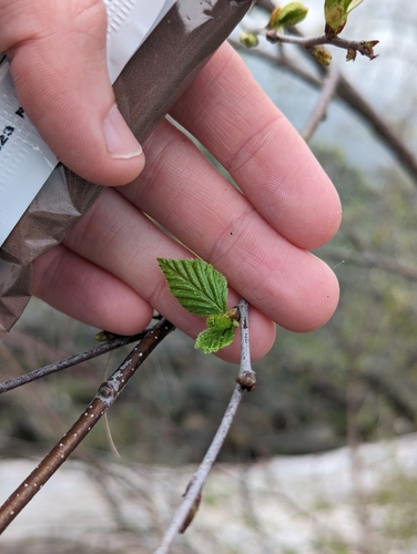 Paper birch (Betula papyrifera)