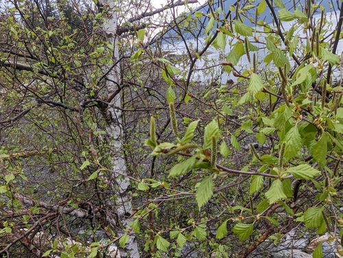 Paper birch (Betula papyrifera)