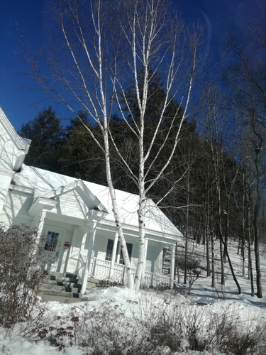 Paper birch (Betula papyrifera)