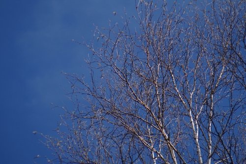 Paper birch (Betula papyrifera)