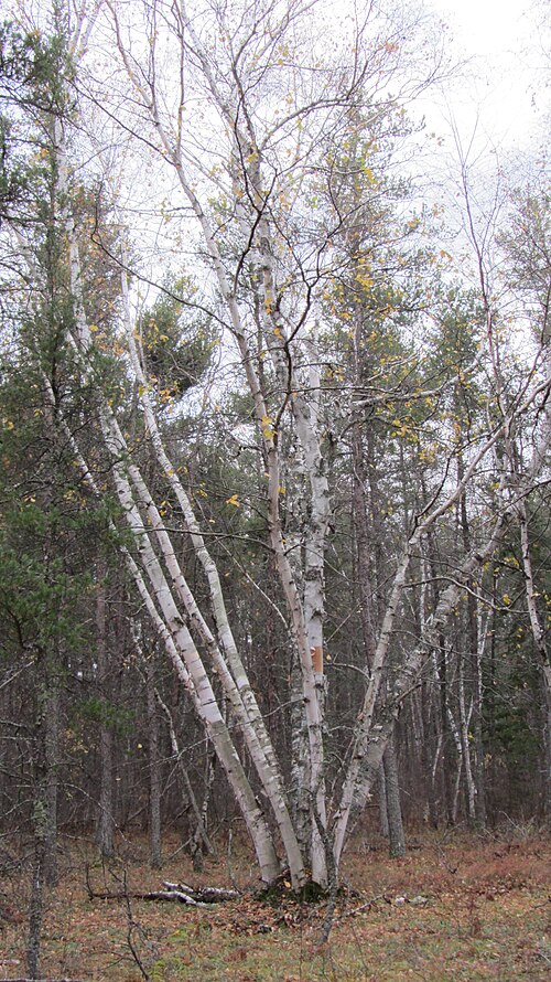 Paper birch: Paper Birch Betula papyrifera , Grand Beach Provincial Park, Manitoba, Canada