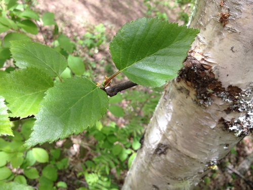 Paper birch (Betula papyrifera)
