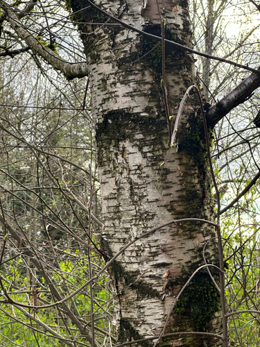 Paper birch (Betula papyrifera)
