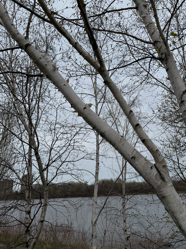 Paper birch (Betula papyrifera)