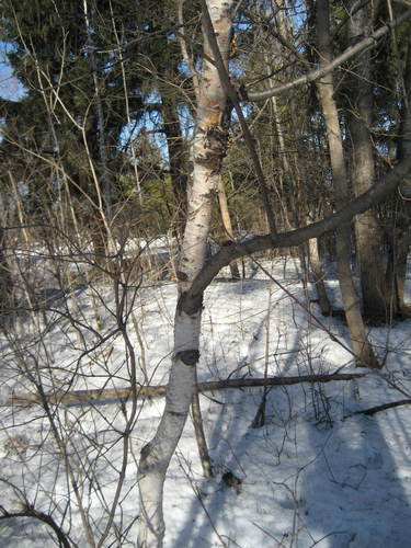 Paper birch (Betula papyrifera)