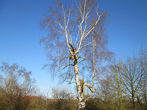 European white birch: Hängebirke ( Betula pendula ) bei Hockenheim