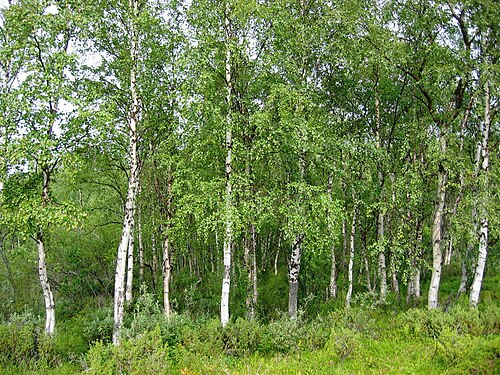 European white birch: Betula pendula , Inari wilderness, Finland.