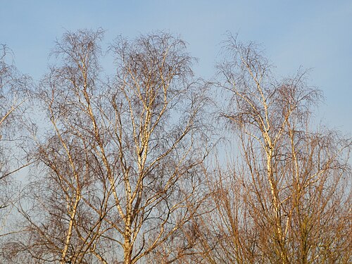 European white birch: Hängebirke ( Betula pendula ) in Hockenheim