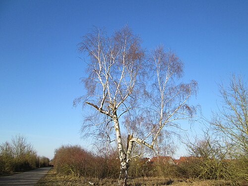 European white birch: Hängebirke ( Betula pendula ) bei Hockenheim