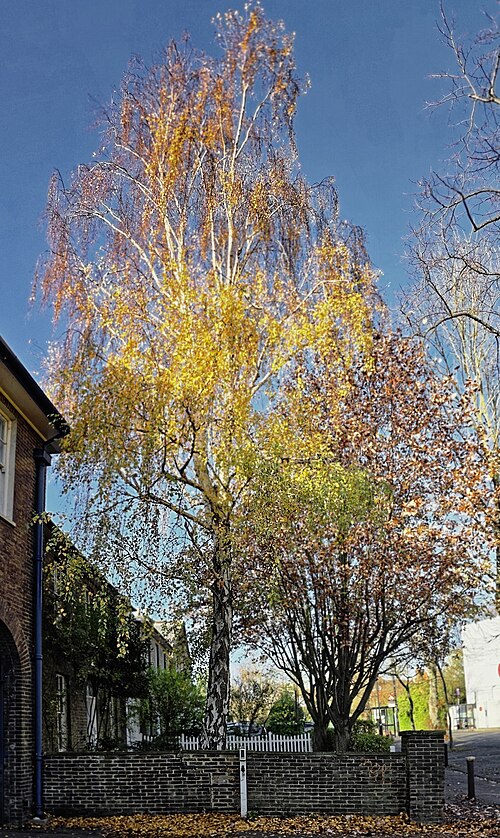 European white birch: Silver birch, Betula pendula , in Autumn, in Bounds Green Road, Wood Green, Haringey, London, England. Wikimedia (2025) makes it difficult to immediately view p