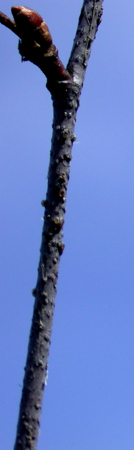 Gray birch: Nom français : bouleau gris. Nom anglais : grey birch. Rameau et bourgeon axillaire de bouleau gris.